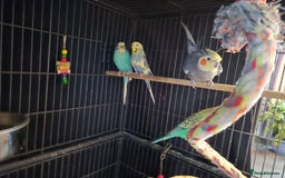 Budgerigars birds for sale: Cocktail and budgies - Advert 1