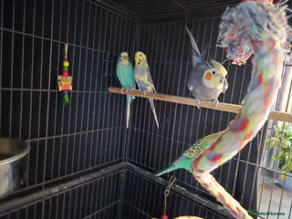 Budgerigars birds Cocktail and budgies - Advert 2