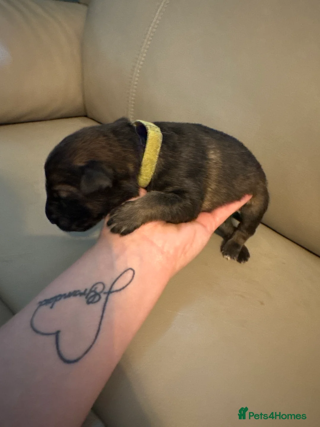 German Shepherd dogs for sale: 10 beautiful German shepherd puppies - Advert 2