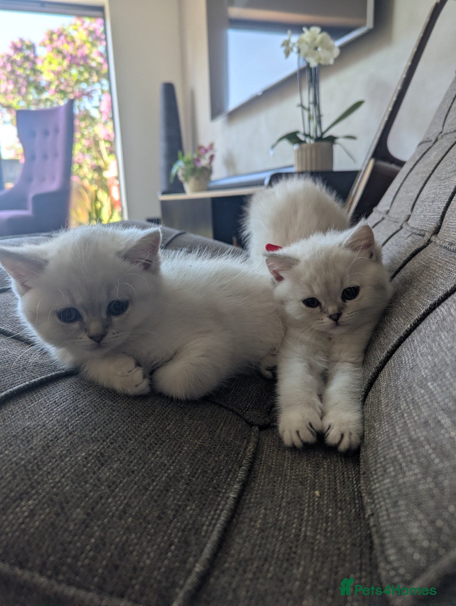 British Shorthair cats Beautiful British shorthair kittens - Advert 1