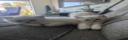 British Shorthair cats for sale: Beautiful British shorthair kittens - Advert 14