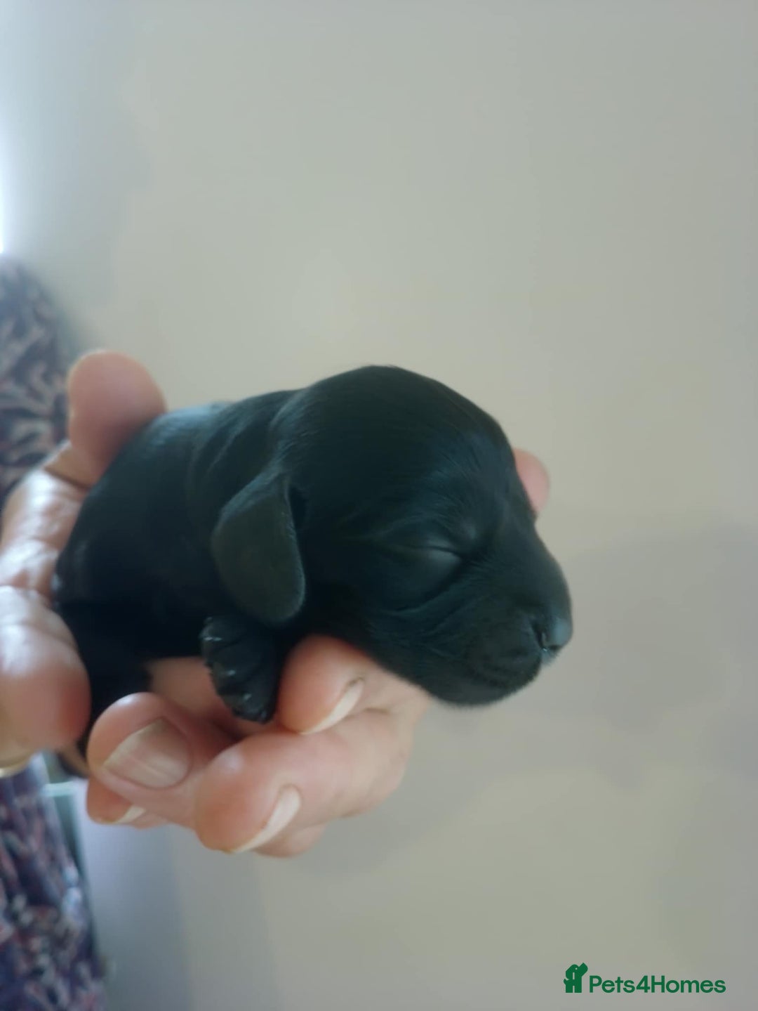 Cocker Spaniel dogs for sale: show cocker spaniel puppies solid colours - Image 4