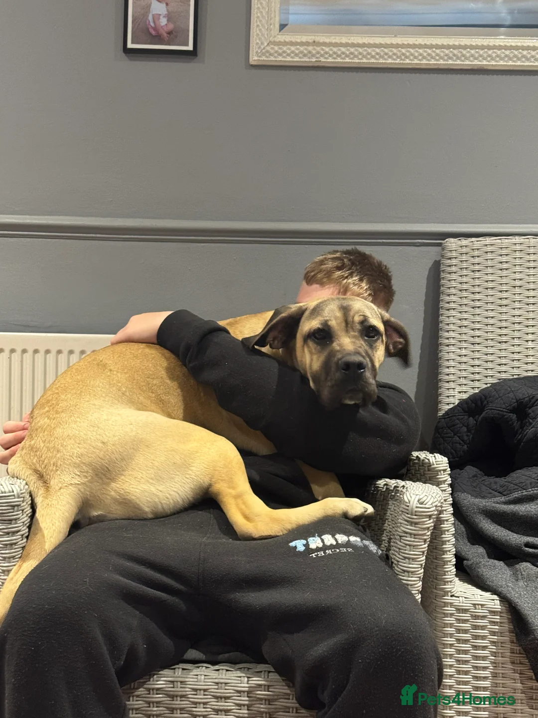 Cane Corso dogs for sale: Beautiful 1 year old cane corso female - Advert 8