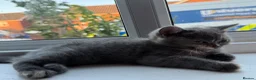 British Shorthair cats for sale: Cutest bsh babies 🤍🦋🤍  - Advert 24