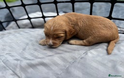 Cocker Spaniel dogs for sale: Cocker spaniel puppies - Image 5