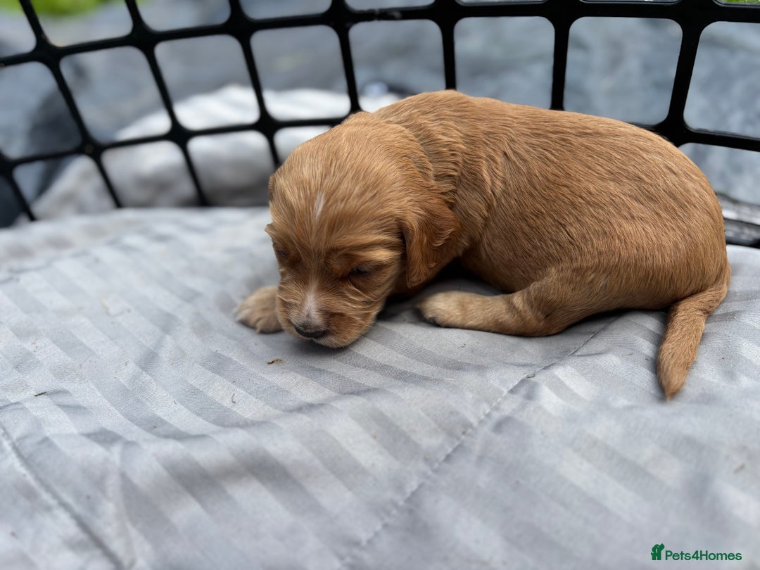 Cocker Spaniel dogs for sale: Cocker spaniel puppies - Image 5