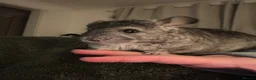 Chinchilla rodents for sale: Chinchilla for sale  - Advert 2