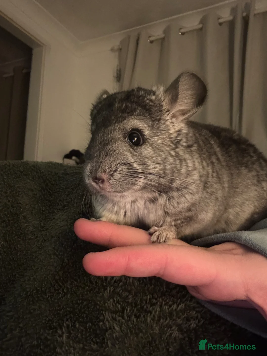 Chinchilla rodents for sale: Chinchilla for sale  - Advert 2