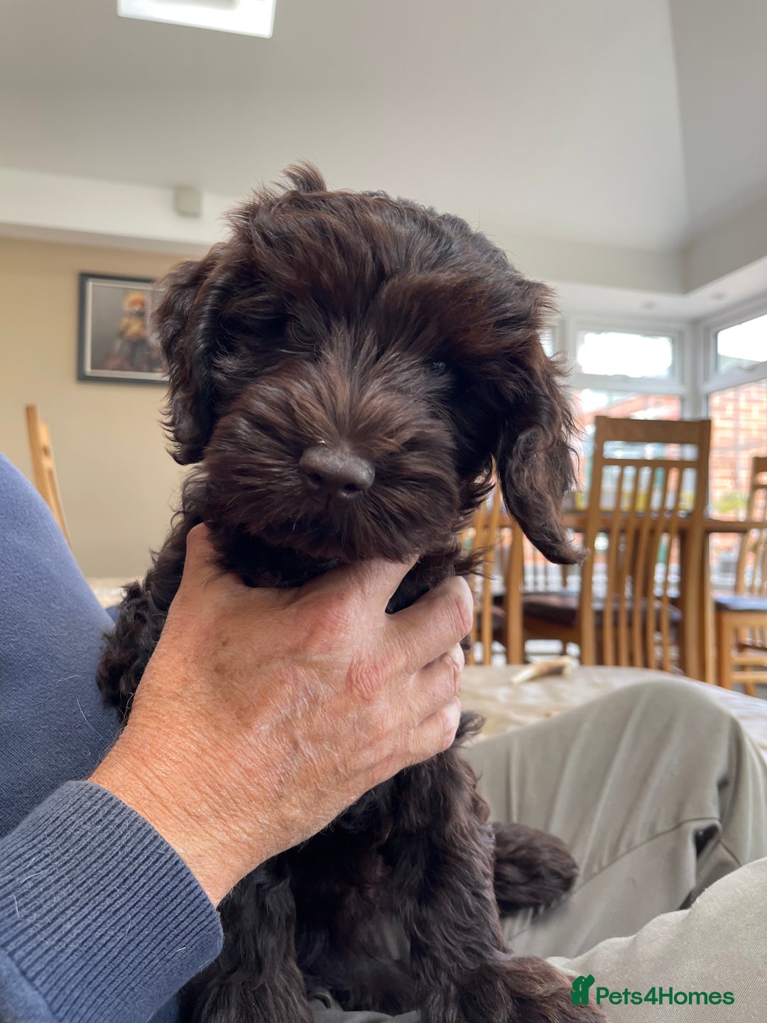 Australian Labradoodle dogs for sale: Pure Australian Labradoodles - READY TO LEAVE  - Image 30