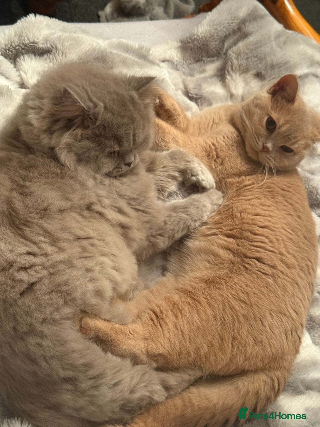British Shorthair cats for sale: 2 beautiful cats for sale  - Advert 3