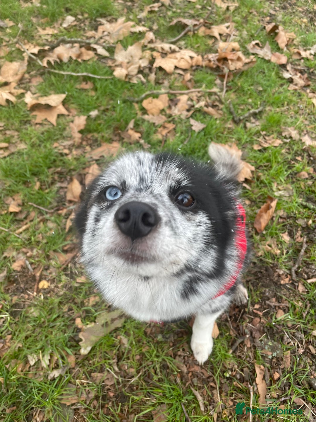 Pomsky dogs for sale: Urgent rehoming needed  - Advert 2