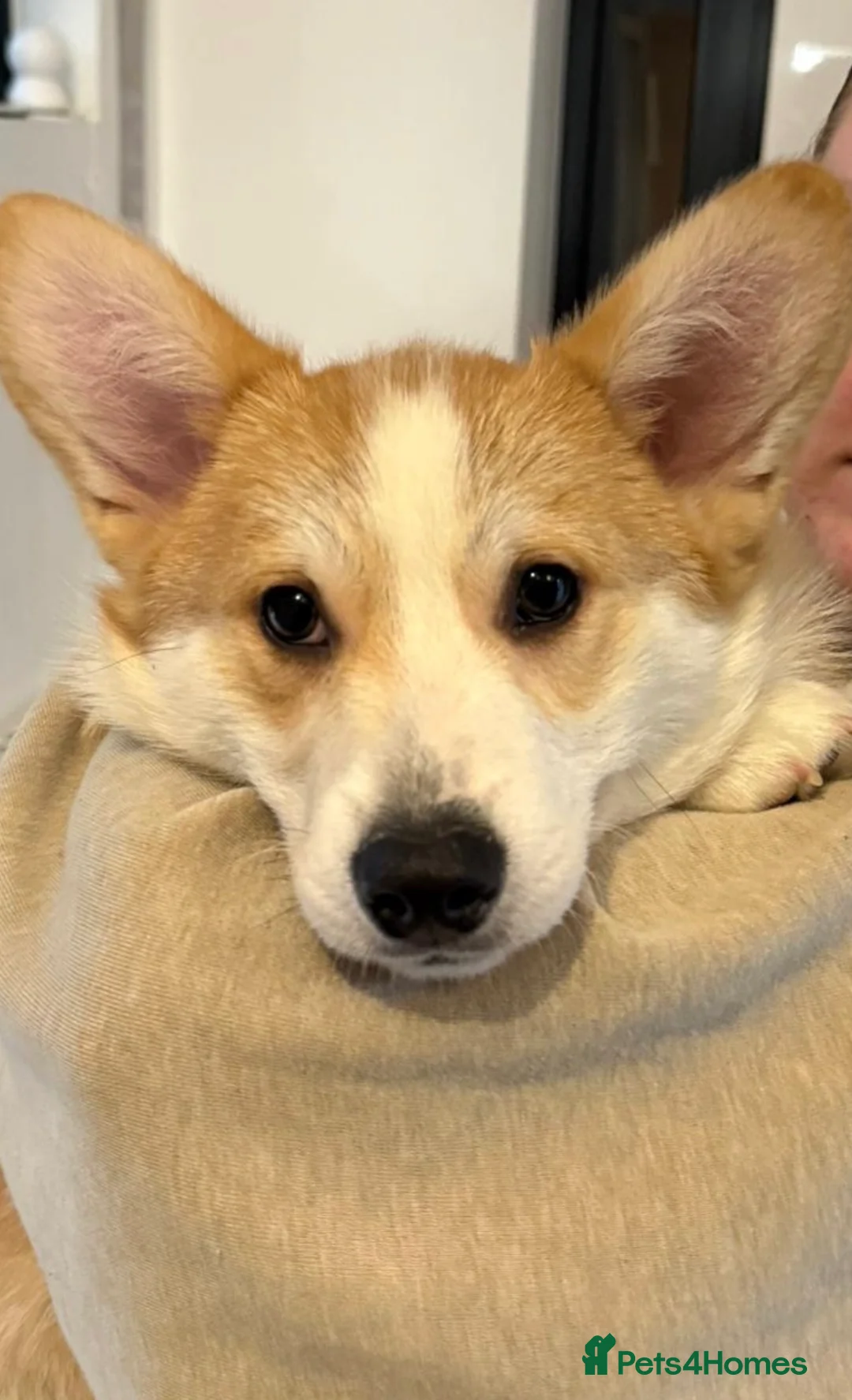 Welsh Corgi Pembroke dogs for sale: Welsh Pembrokeshire Corgi - Advert 2