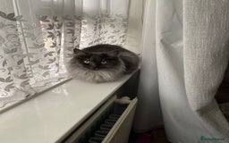 Persian cats for sale: Half Persian grey smoke cat - Image 3