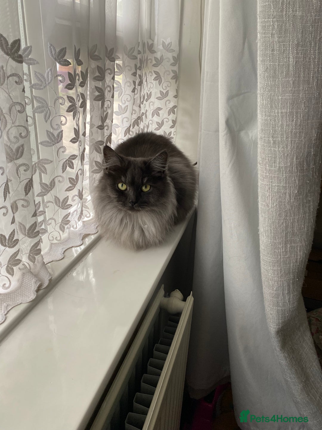 Persian cats for sale: Half Persian grey smoke cat - Image 3