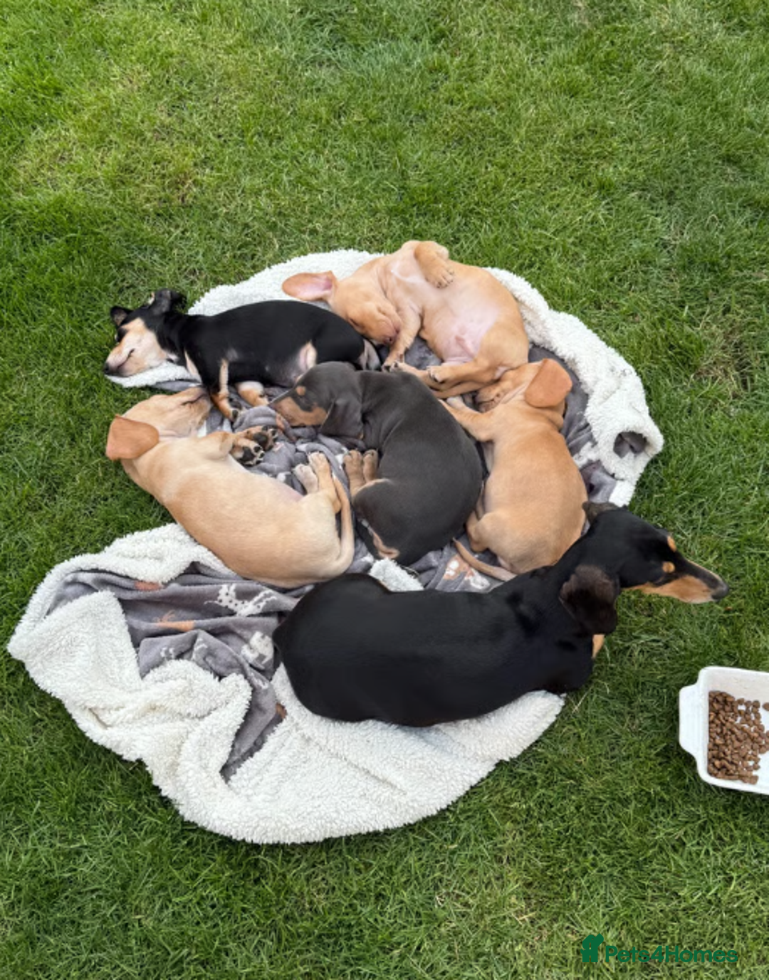 Miniature Dachshund dogs for sale: Miniature Dachshund Puppies - 2 Girls & 2 Boys - Image 6
