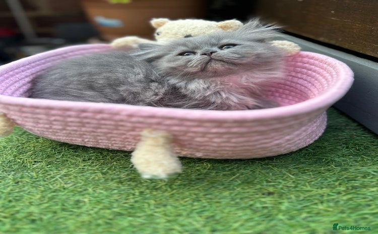 Persian cats - Advert 5