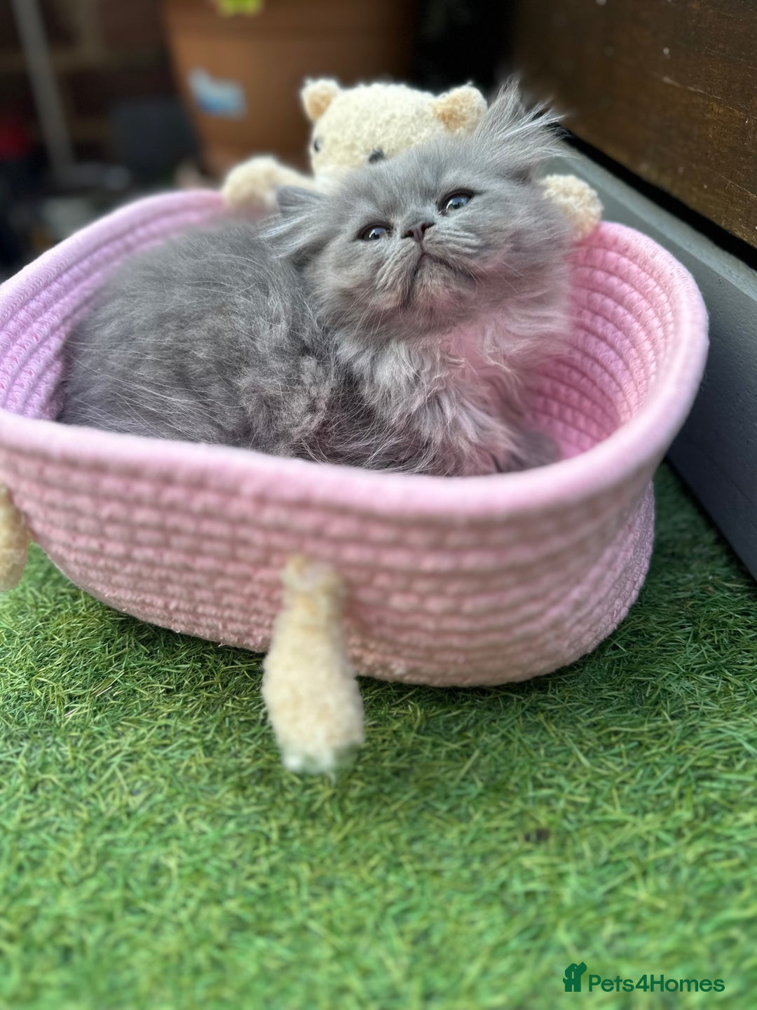 Persian cats for sale: 3 pure Persian kittens for sale   - Image 2