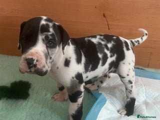 Great Dane dogs Purebred Great Dane Puppies – European Bloodline - Advert 3