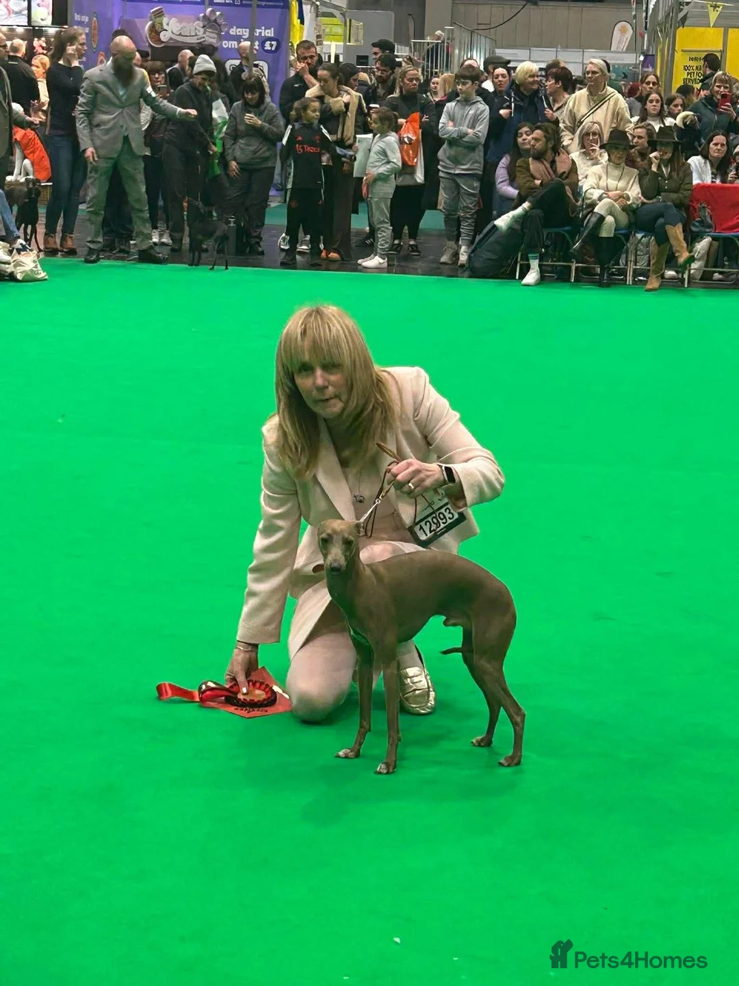 Italian Greyhound dogs for stud: Italian Greyhound Stud – Crufts Winner Sire 26 🏆 - Advert 2