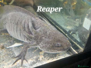 Other/Mixed Breed fish 4x axolotles - Advert 2