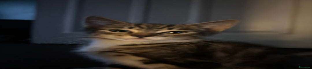 Domestic Shorthair Kitten 1