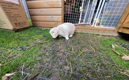 Mini Lop rabbits for sale: Minilops male and female  - Advert 13