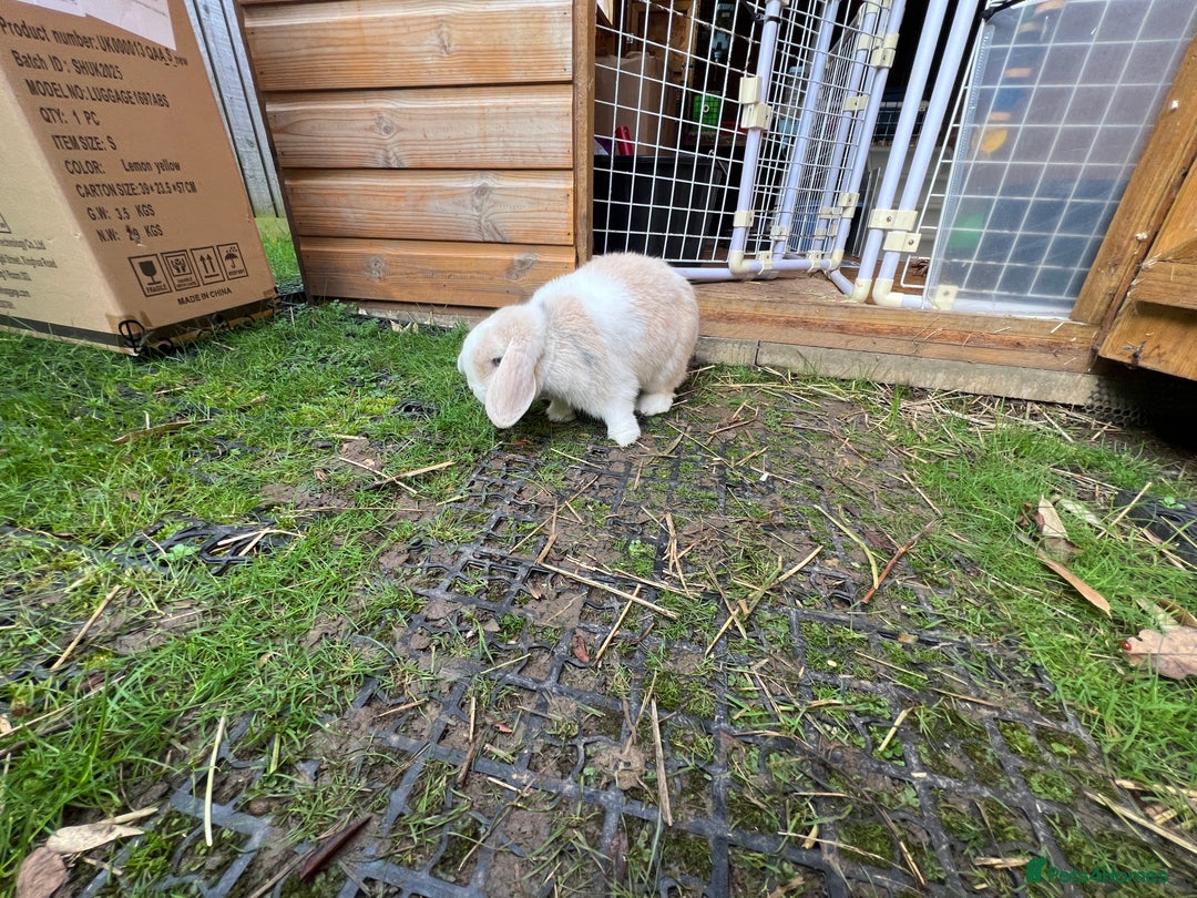 Mini Lop rabbits for sale: Minilops male and female  - Advert 13