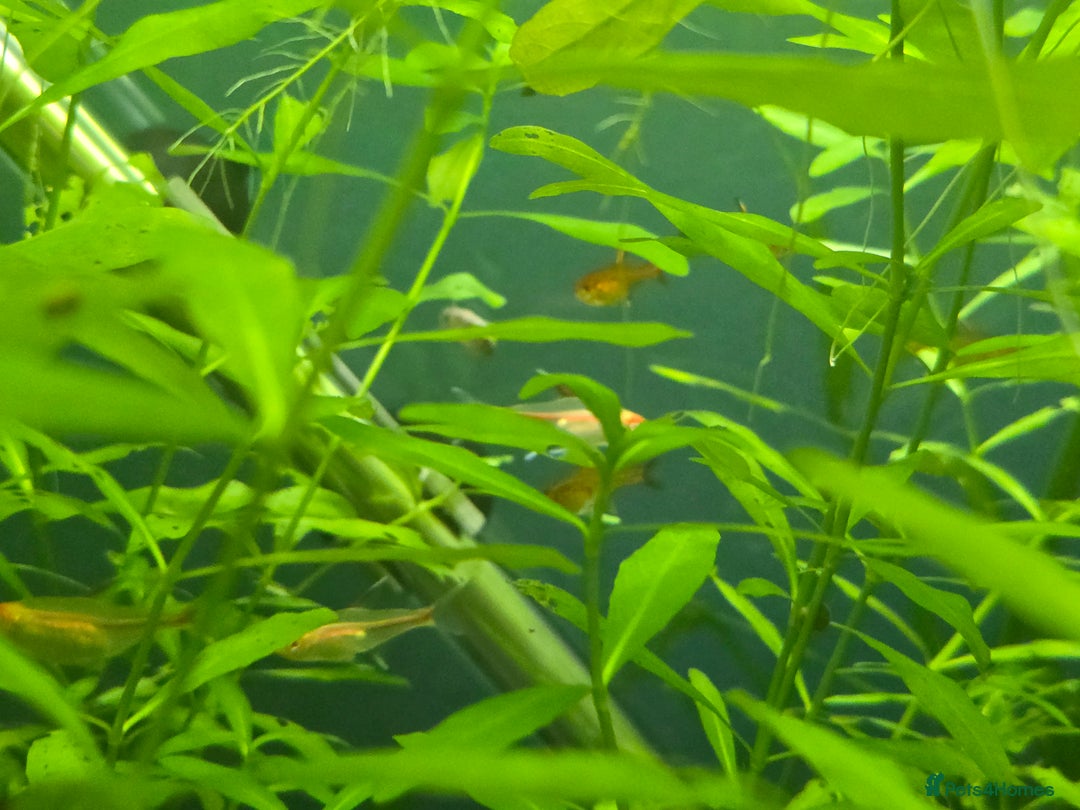 Plecos fish for sale: Golden Nugget Plec and other small fish - Advert 2