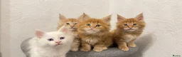 Maine Coon cats for sale: Maine Coon Kittens  - Advert 3