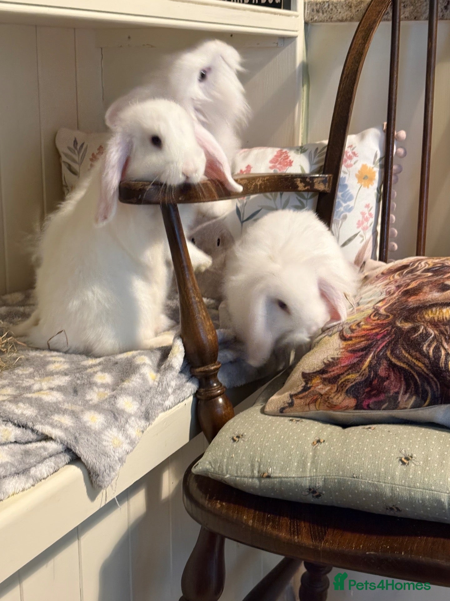 Mini Lop rabbits for sale: Mini lops-vaccinated-raised indoors  - Advert 1