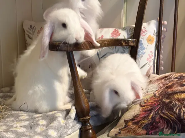 Mini Lop rabbits for sale: Mini lops-vaccinated-raised indoors - Advert 1