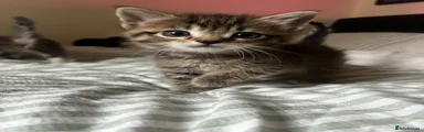 Ragdoll Kitten 4