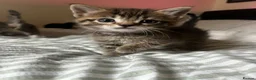 Ragdoll cats for sale: ragdoll mix for sale - Advert 13