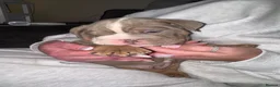 English Bulldog dogs for sale: Peggy 007 granddaughter!  - Advert 3