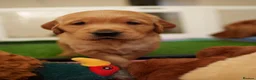 Golden Retriever dogs for sale: KC reg working golden retriever boys  - Advert 9