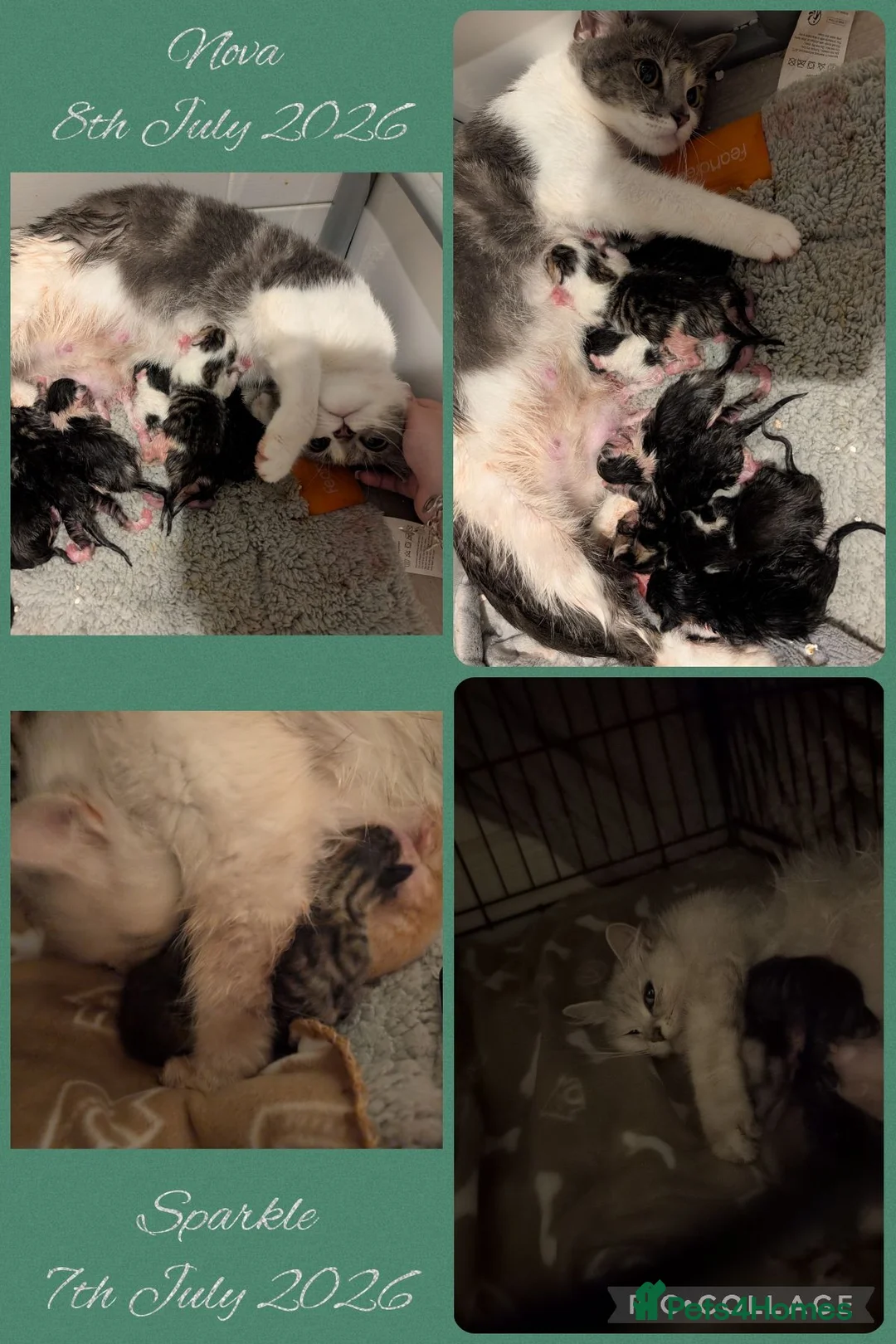 Mixed Breed cats for sale: Two Litters born 12hrs apart ♥️💙 - Advert 2