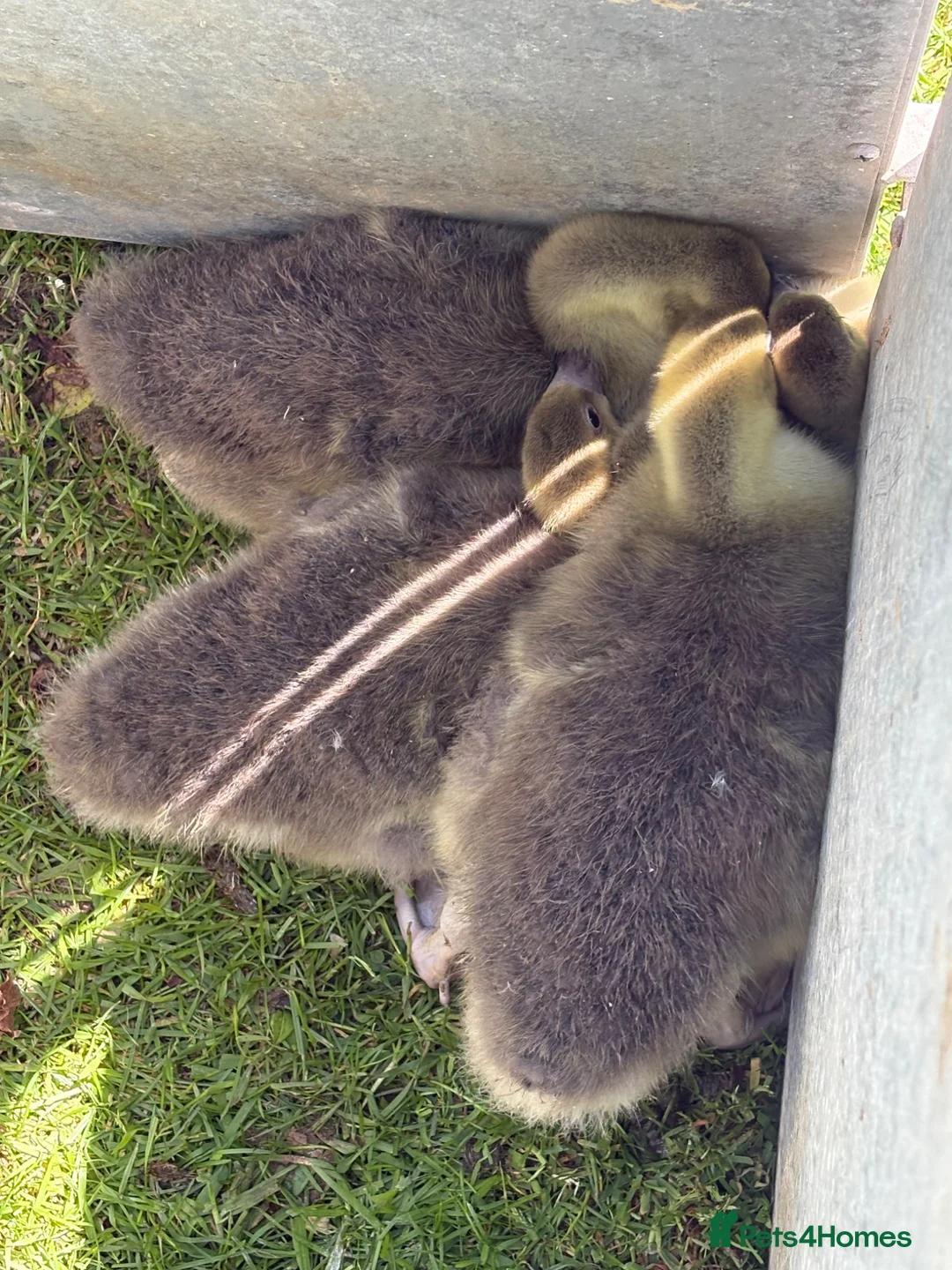 Geese poultry for sale: Giant Dewlap Toulouse Goslings x 5 in Bristol - Advert 4