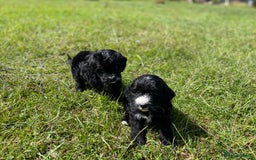 Cockapoo dogs for sale: F1 cockapoos - Image 6