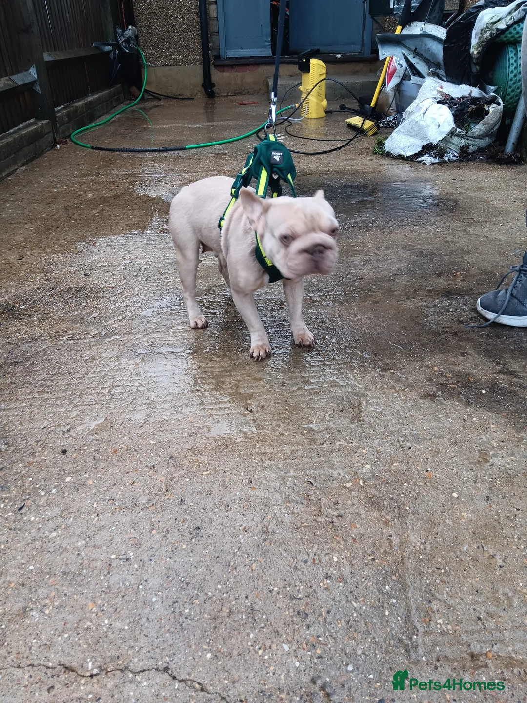 French Bulldog dogs for sale: Female French bulldog  - Advert 5