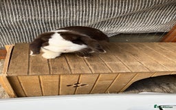 Mini Lop rabbits for sale: Vaccinated Mini lop doe - Image 2