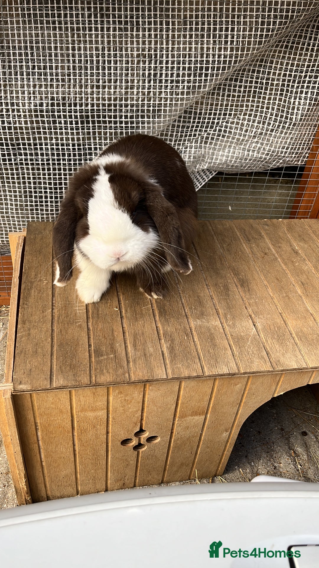 Mini Lop rabbits for sale: Vaccinated Mini lop doe - Image 2