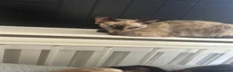 Devon Rex cats for sale: 4 year old beautiful tortie point Devon  rex girl - Advert 2