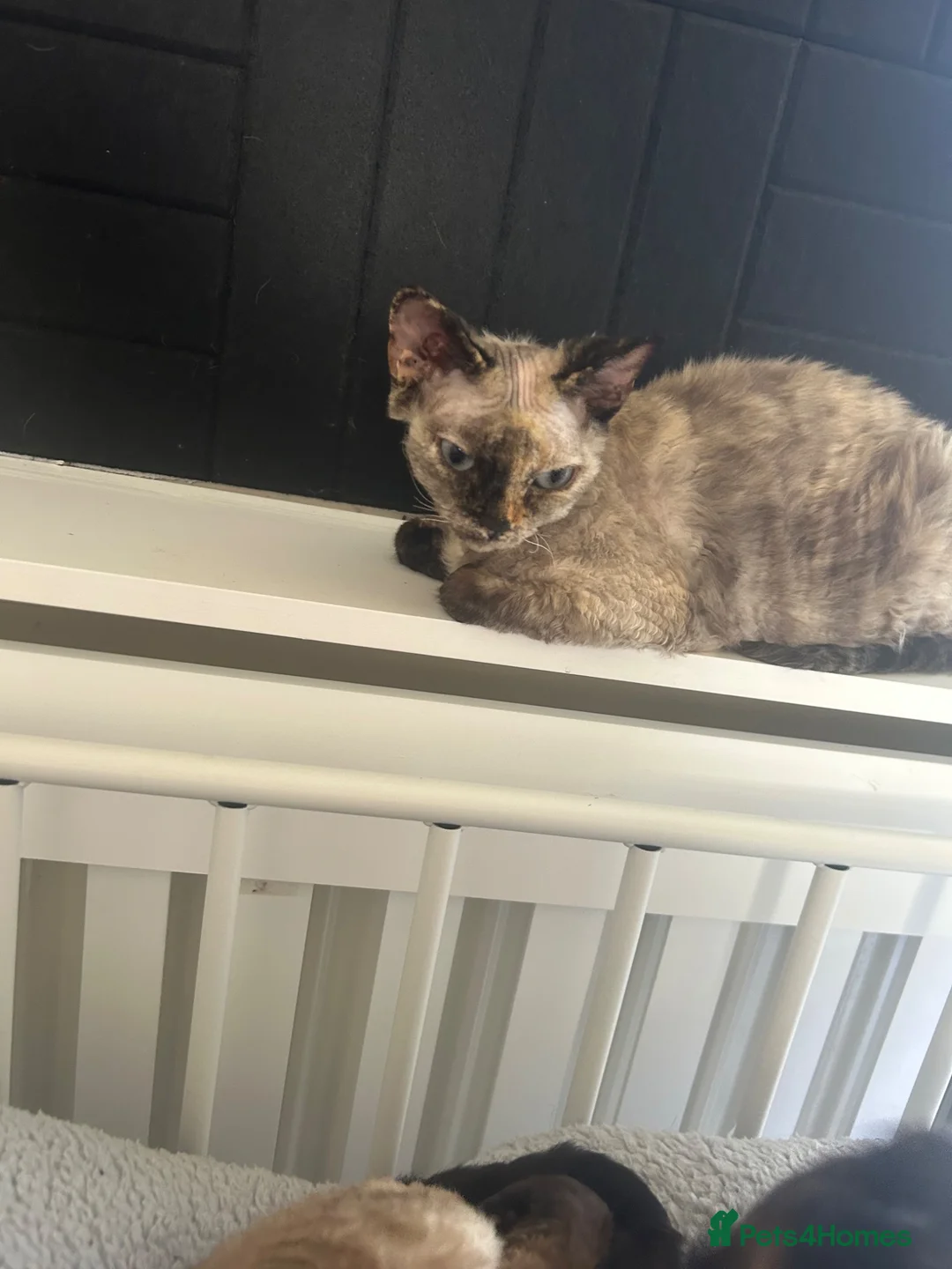 Devon Rex cats for sale: 4 year old beautiful tortie point Devon  rex girl - Advert 2