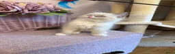 Ragdoll cats for sale: 💙 Stunning Purebred Ragdoll kittens  - Advert 10