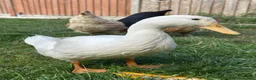 Ducks poultry for sale: 3 Cherry Valley Ducks - Advert 20