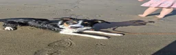 Border Collie dogs for adoption: CHARLIE - COLLIE - FOR ADOPTION IN CORNWALL/DEVON - Advert 13
