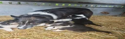 Border Collie dogs for sale: Beautiful Tri Coloured Collie Pups - Advert 9