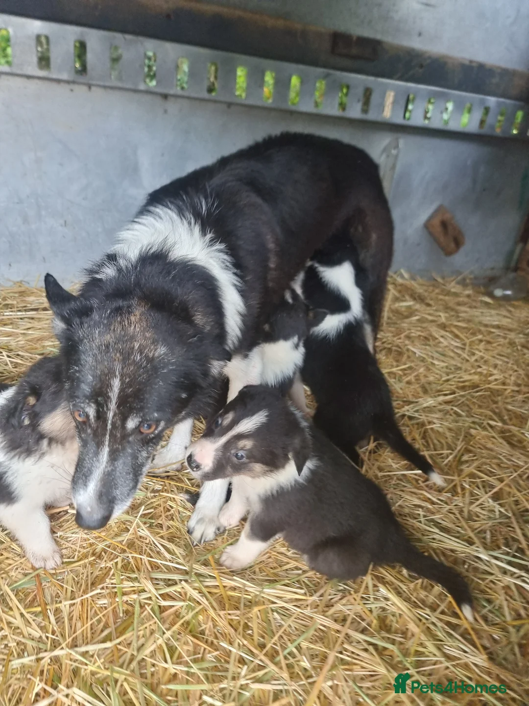 Border Collie dogs for sale: Beautiful Tri Coloured Collie Pups - Advert 9