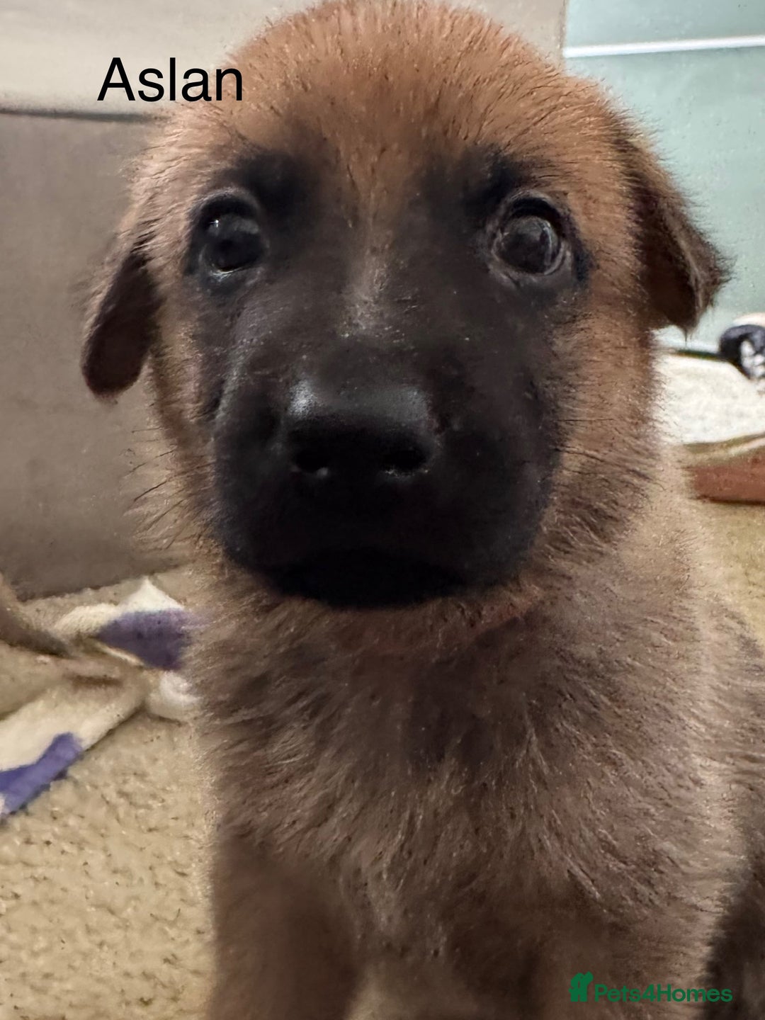 Mixed Breed dogs for sale: Beautiful Inca & handsome Nanuq PUPDATE x4 - Image 21