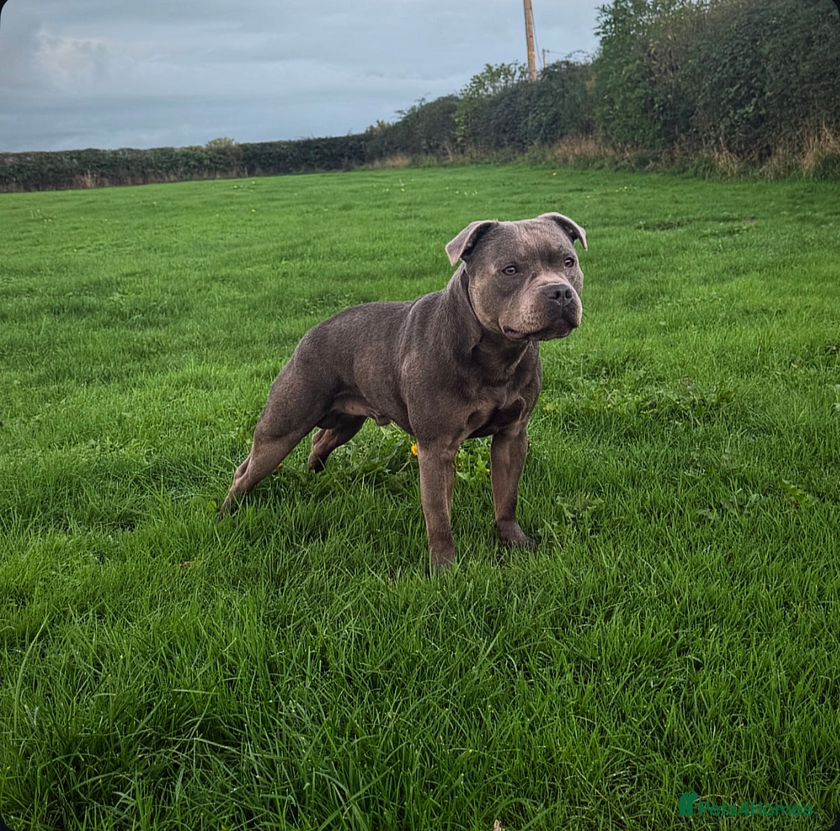 Staffordshire Bull Terrier dogs A NEW SUPERIOR SOLID BLUE MALE  - Advert 12